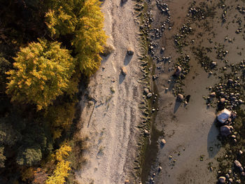 High angle view of people on road along trees