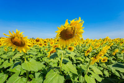 Close-up of yellow flowering plants on field against sky