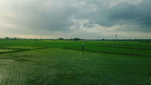 Farmer walking amidst rice paddy against sky