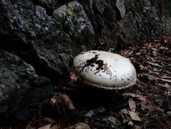 Close-up of mushroom growing in forest