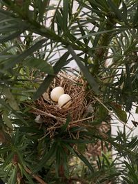 Close-up of bird in nest