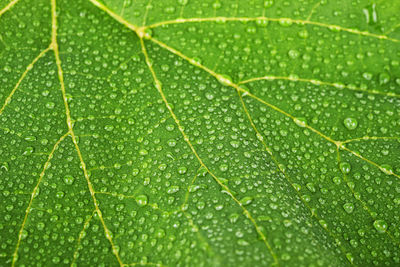 Full frame shot of wet leaf