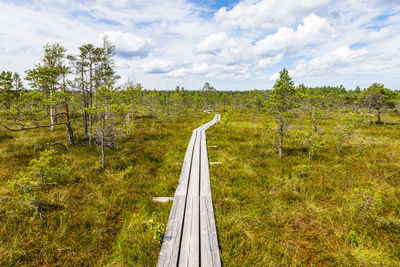 The wooden walking trail goes through small ponds in the swamp. the great kemeri bog