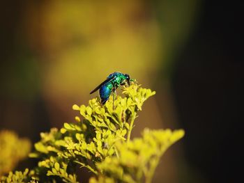 Close-up of insect on flower