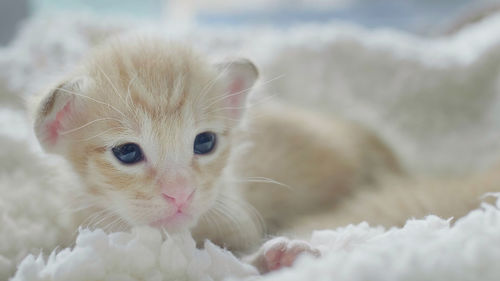 Close-up portrait of white kitten