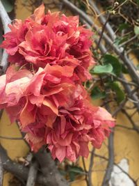 Close-up of pink rose blooming outdoors