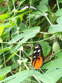 Close-up of butterfly on plant