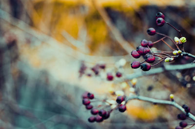 Close-up of berries growing on tree