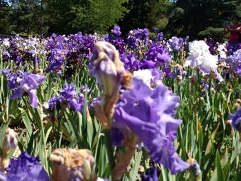 Close-up of purple flowers