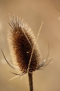 Close-up of dried thistle plant