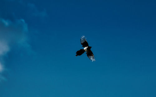 Low angle view of eagle flying against blue sky