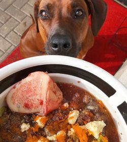 Close-up portrait of dog by food