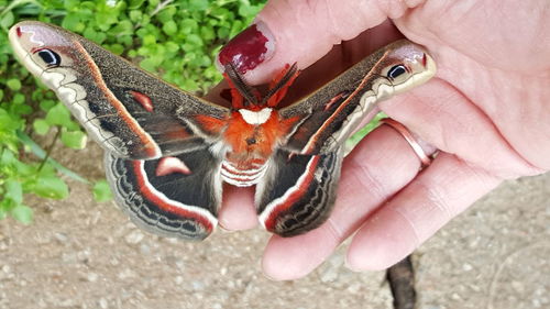 Cropped image of woman hand holding moth