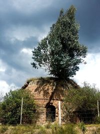 Close-up of tree against cloudy sky