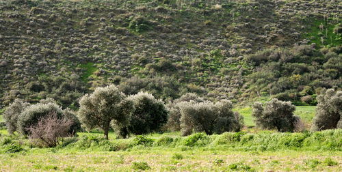 View of a field