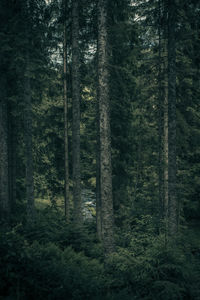 Trees in forest