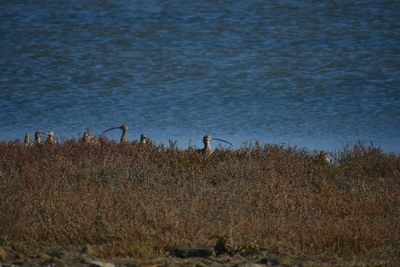 View of birds on land