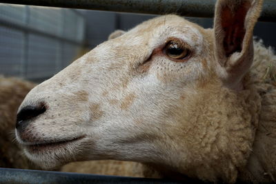 Close-up of a horse