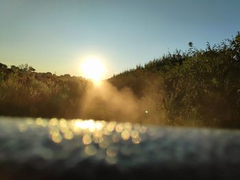 Scenic view of plants against sky on sunny day