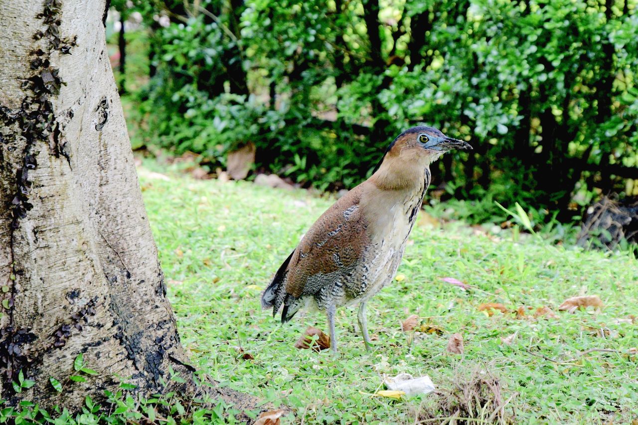 animal, animal themes, plant, one animal, animals in the wild, animal wildlife, vertebrate, tree, bird, land, nature, focus on foreground, day, no people, field, trunk, tree trunk, green color, outdoors, close-up, woodpecker