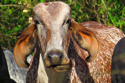 Close-up of cow