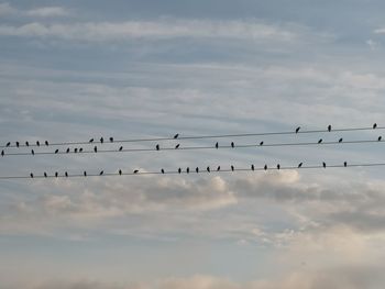 Low angle view of birds flying against sky