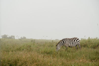 Zebra standing on field