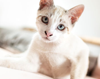 Close-up portrait of a cat