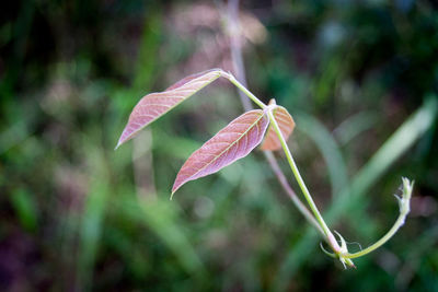 Close-up of red flowering plant