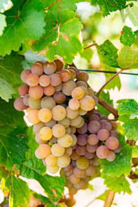 Close-up of grapes growing on tree