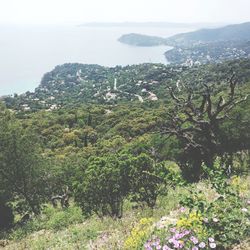 High angle view of trees on landscape against sky