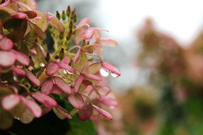 Close-up of pink flowering plant