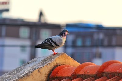 Seagull perching on retaining wall against building