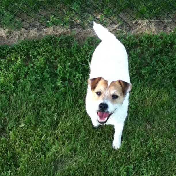 PORTRAIT OF DOG STANDING ON GRASSY FIELD