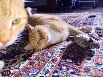 Close-up of ginger cat lying down