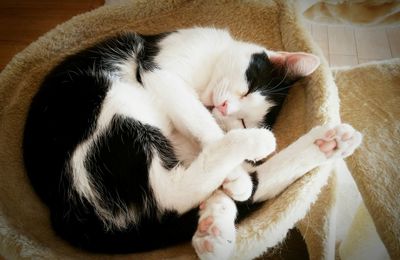 High angle view of cat sleeping