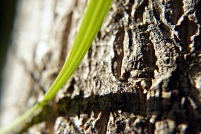 Close-up of tree trunk