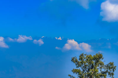 Low angle view of trees against blue sky