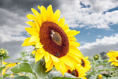 Close-up of sunflower blooming in field