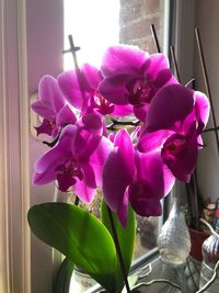 Close-up of pink flowers in vase at home