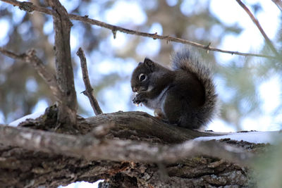 Low angle view of squirrel sitting on branch