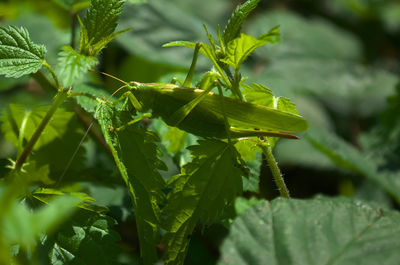 Close-up of green leaves