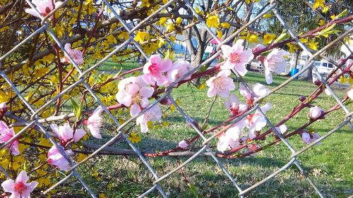 Pink flowers on chainlink fence