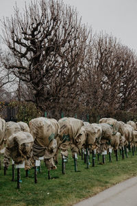 Flock of sheep on field