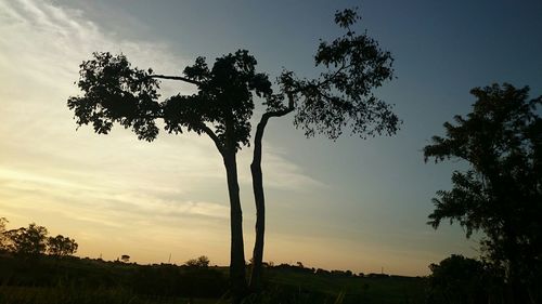 Silhouette of trees on field against sky at sunset