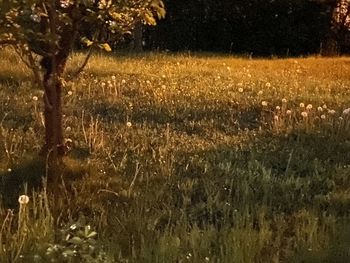 Scenic view of field at night