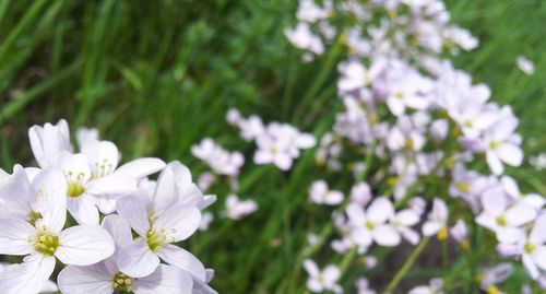 Close-up of white flowers