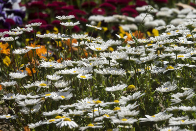 Close-up of daisies blooming outdoors