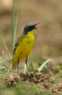 Close-up of bird perching on a land