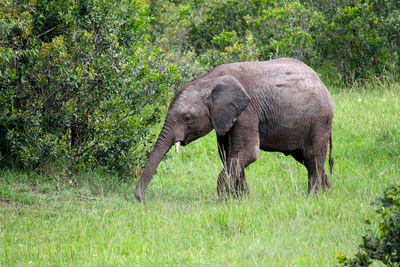 Elephant in a field